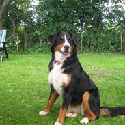 Berner sennenhund bailey