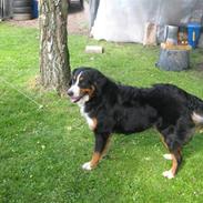Berner sennenhund bailey