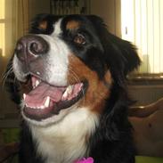 Berner sennenhund bailey