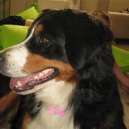 Berner sennenhund bailey