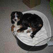 Berner sennenhund bailey