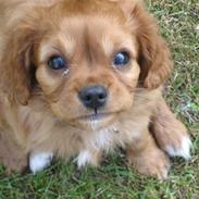 Cavalier king charles spaniel Dolf