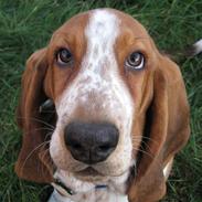 Basset hound Watson