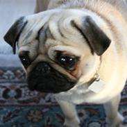 Mops - Charlie <3 (RIP)..