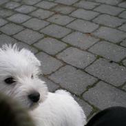 West highland white terrier Holms Mille