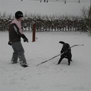 Labrador retriever  Plet