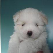 Coton de tulear Louis <3