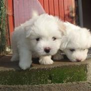 Coton de tulear Louis <3