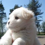 Coton de tulear Louis <3