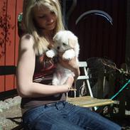 Coton de tulear Louis <3