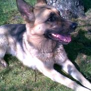 Schæferhund emma savned :(