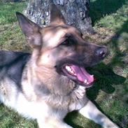 Schæferhund emma savned :(