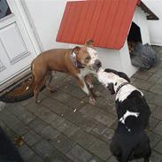 Amerikansk staffordshire terrier Max