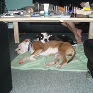 Amerikansk staffordshire terrier Max