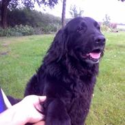 Labrador retriever Chang