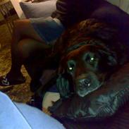 Labrador retriever Chang