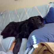 Labrador retriever Chang