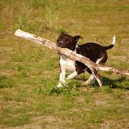 Staffordshire bull terrier Westlund Vega