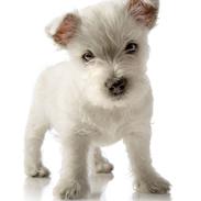 West highland white terrier Soffie