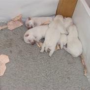 West highland white terrier Soffie