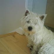 West highland white terrier Soffie