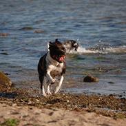 Staffordshire bull terrier Westlund Vega