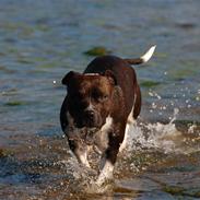 Staffordshire bull terrier Westlund Vega