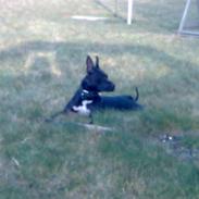 Amerikansk staffordshire terrier Trica