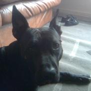 Amerikansk staffordshire terrier Trica