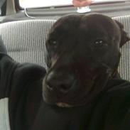 Amerikansk staffordshire terrier Trica