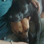 Amerikansk staffordshire terrier Trica