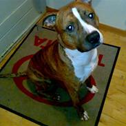 Blanding af racer Milo R.I.P