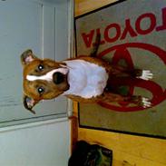 Blanding af racer Milo R.I.P