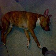 Blanding af racer Milo R.I.P