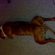 Blanding af racer Milo R.I.P