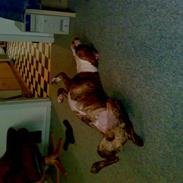 Blanding af racer Milo R.I.P