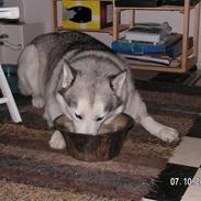 Siberian husky Quatro