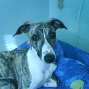 Whippet Hauxwells Tefnut