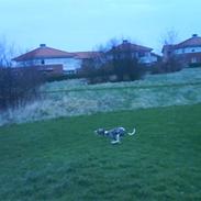 Whippet Hauxwells Tefnut