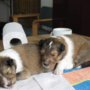 Shetland sheepdog Jack