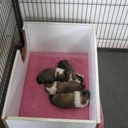 Shetland sheepdog Jack