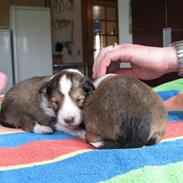 Shetland sheepdog Jack