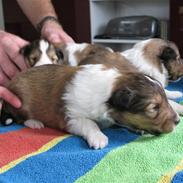 Shetland sheepdog Jack