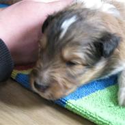 Shetland sheepdog Jack