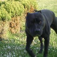 Amerikansk staffordshire terrier darko