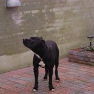 Amerikansk staffordshire terrier darko