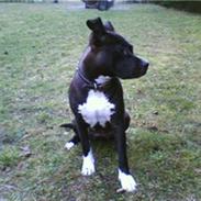 Amerikansk staffordshire terrier Toya