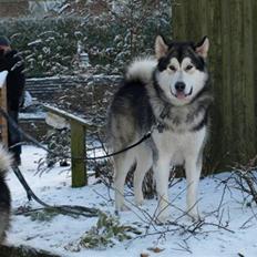Alaskan malamute Rio
