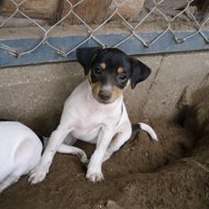 Dansk svensk gaardhund moustgaard dee dee