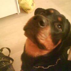 Rottweiler Mimmie